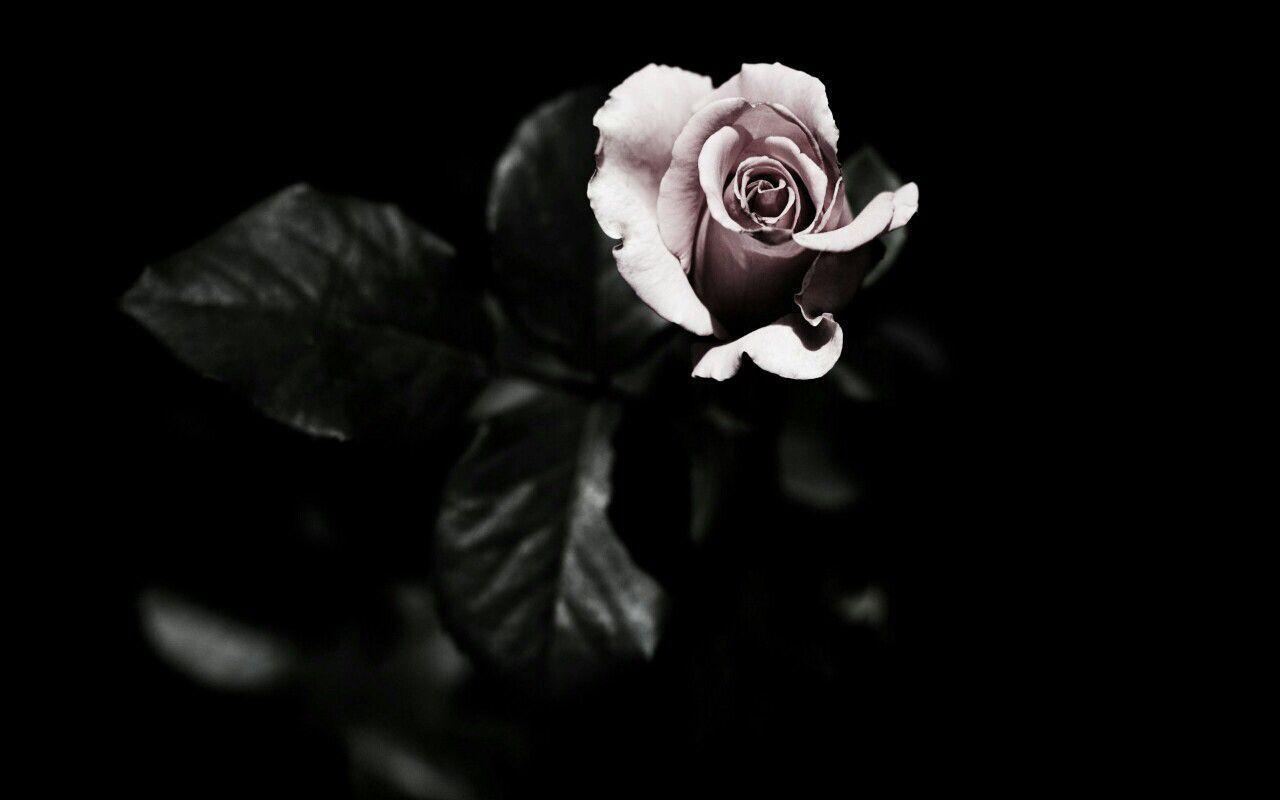 1280x800 Black Aesthetic Background Wallpaper PC