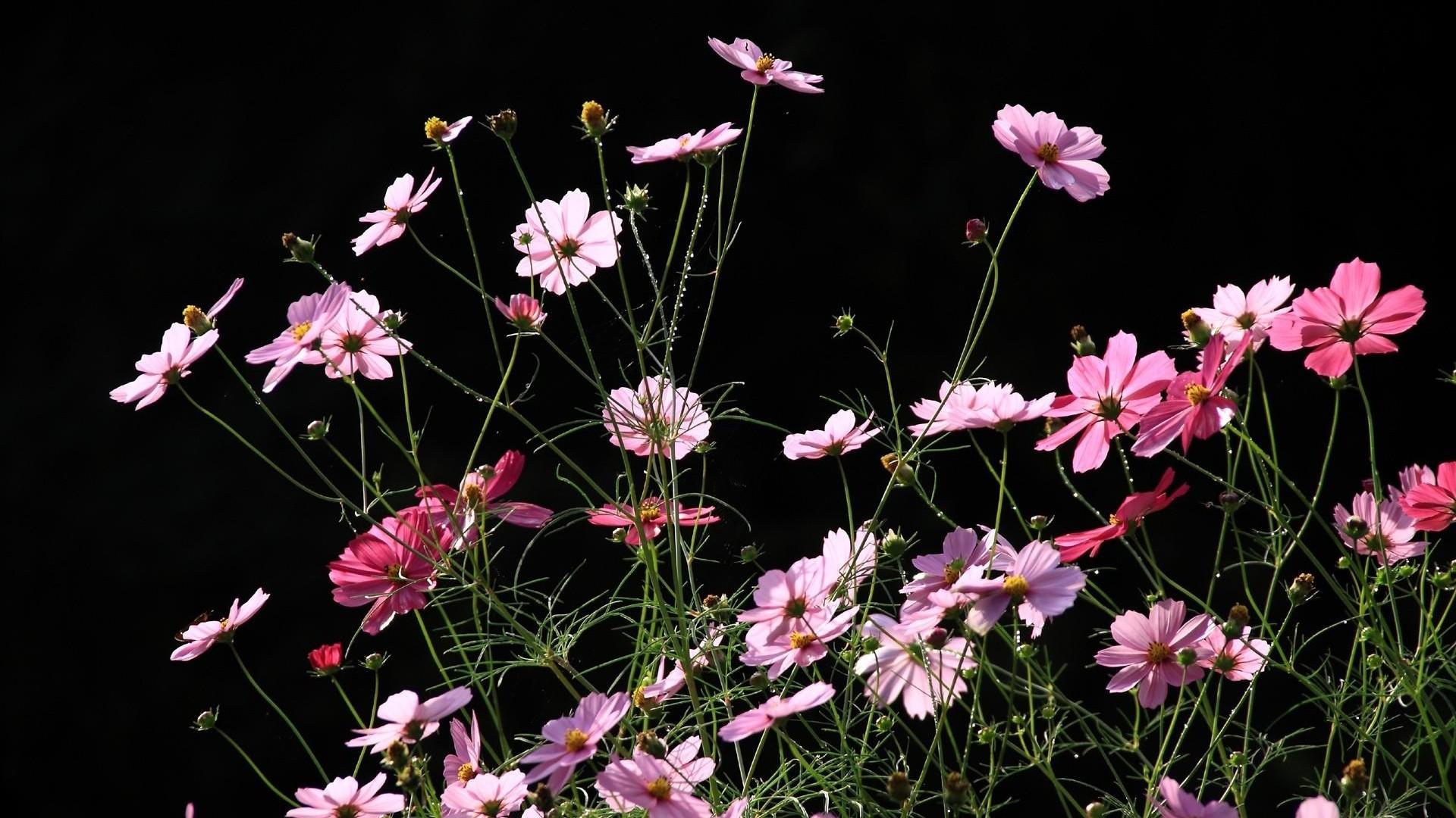 1920x1080 Flowers on Black Background
