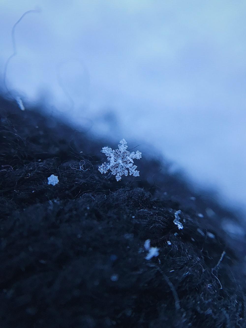 1000x1333 Snowflake Picture. Download Free Image