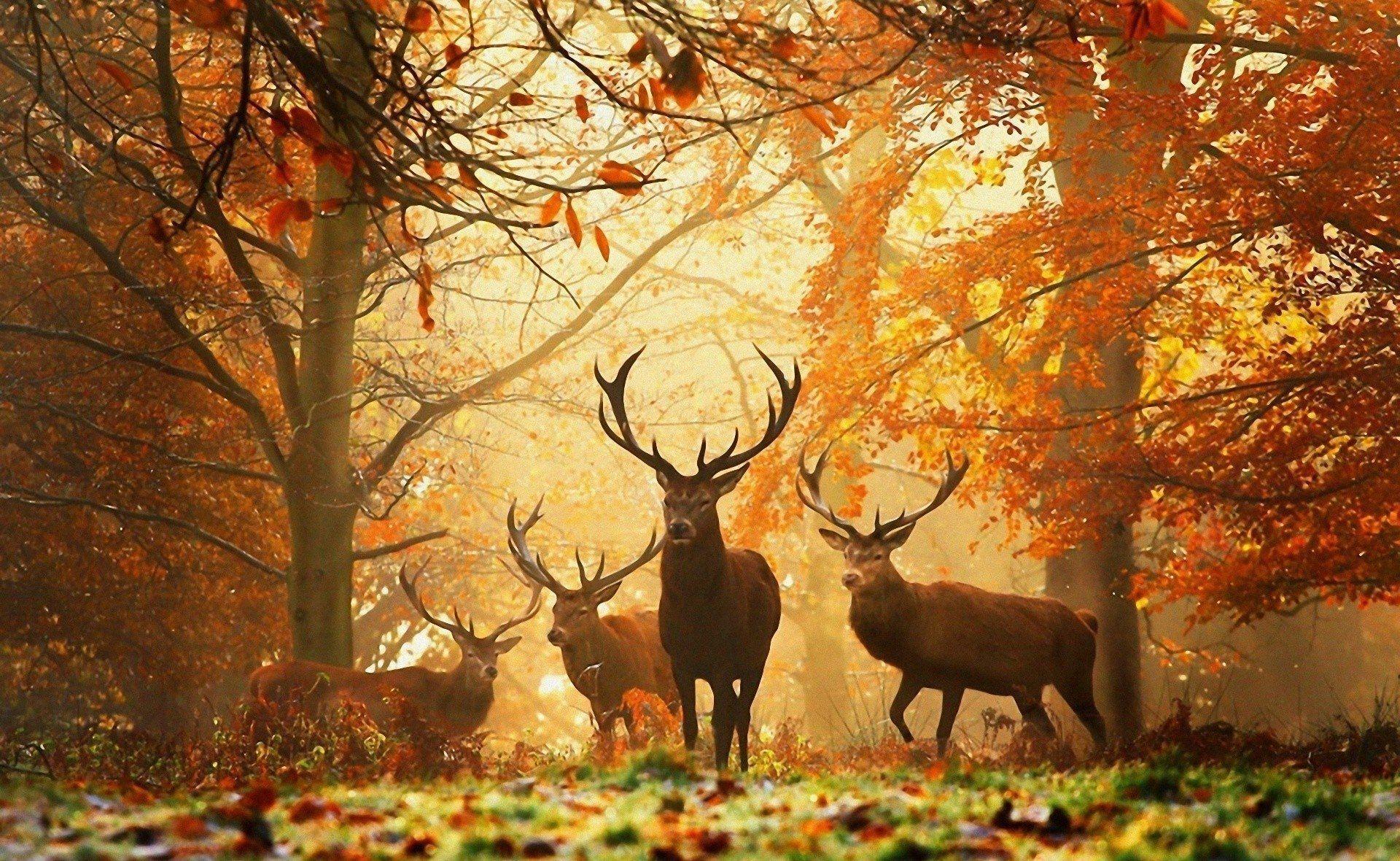 1920x1180 Deer Background
