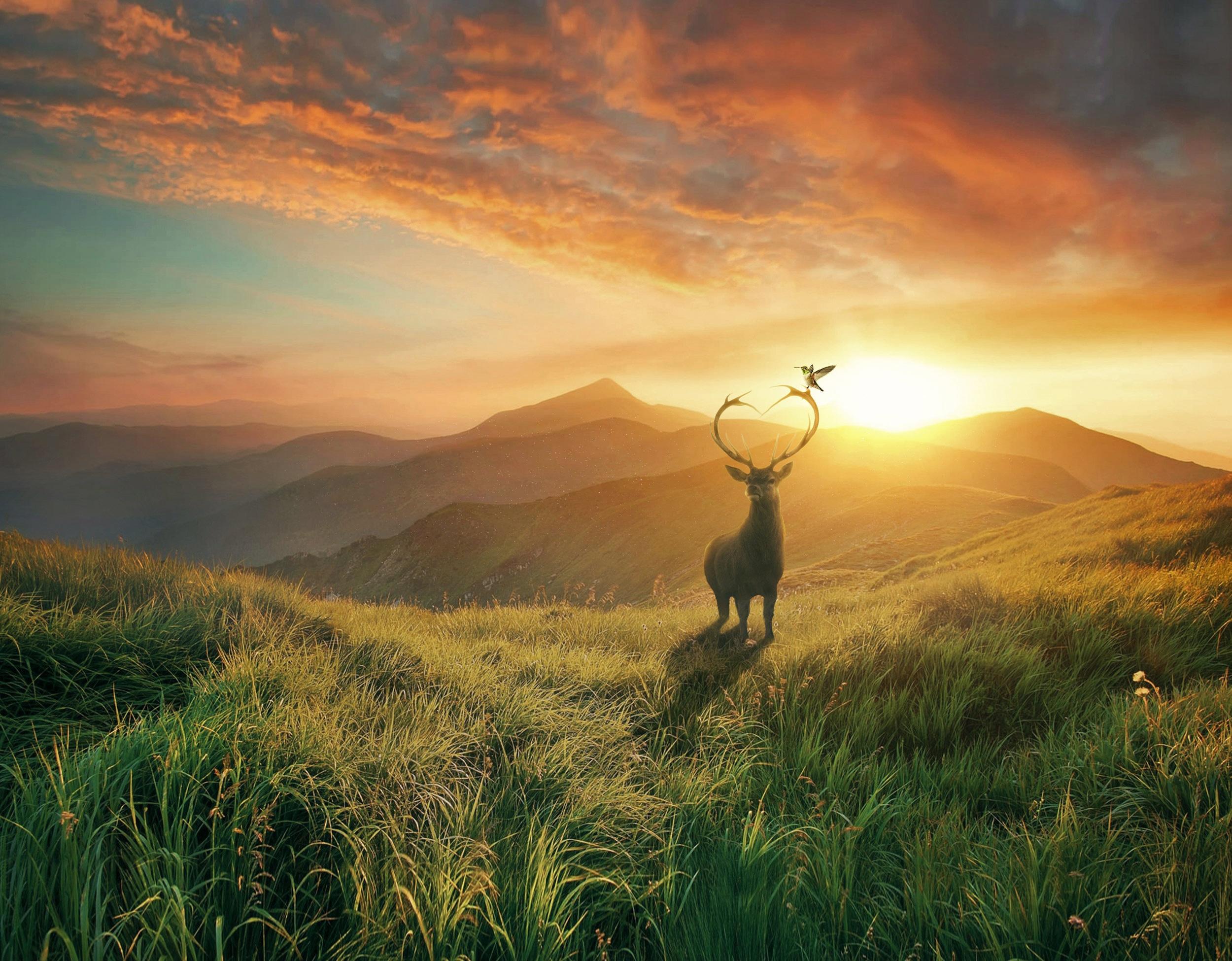 Deer Landscape Wallpapers - Top Free Deer Landscape Backgrounds