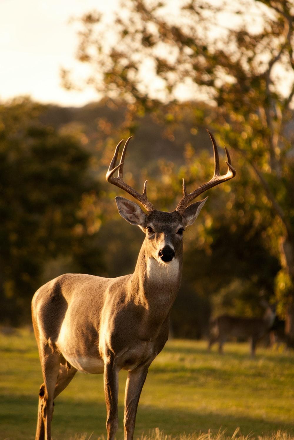 1000x1494 Deer Wallpaper: Free HD Download [HQ]