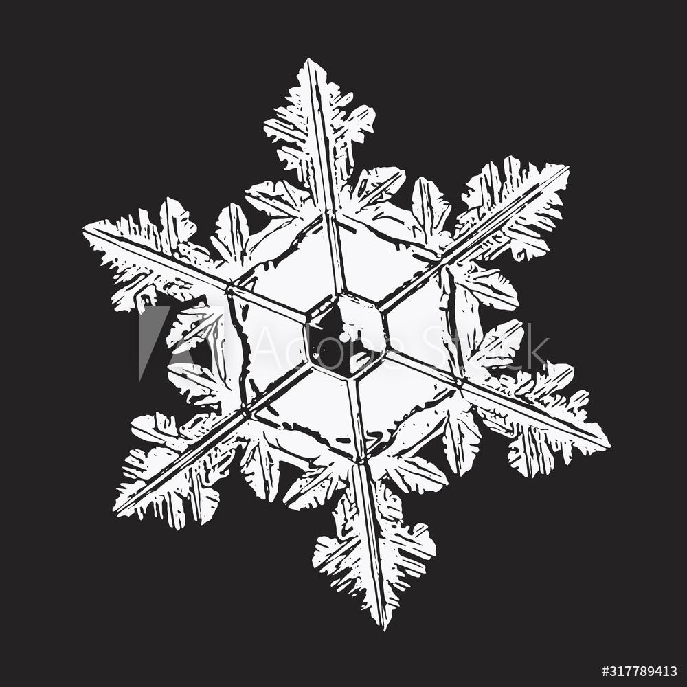 1000x1000 White Snowflake Isolated On Black Background Vector Illustration Based On Macro Photo Of Real Snow Crystal: Elegant Star Plate With Hexagonal Symmetry, Short, Flat Arms And Complex Inner Structure Wall Mural Alexey Kljatov