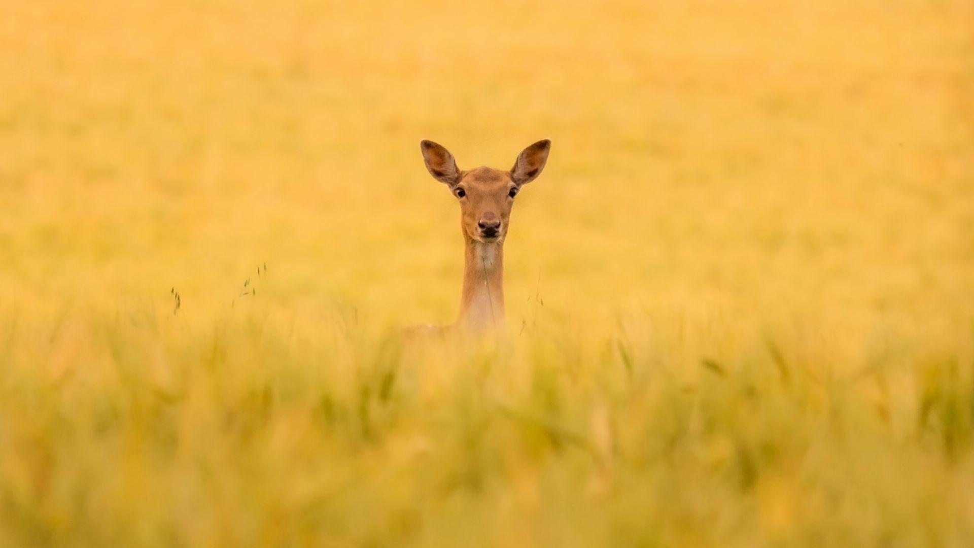 1920x1080 Desktop wallpaper deer, grassland, nature, HD image, picture, background, a2056d