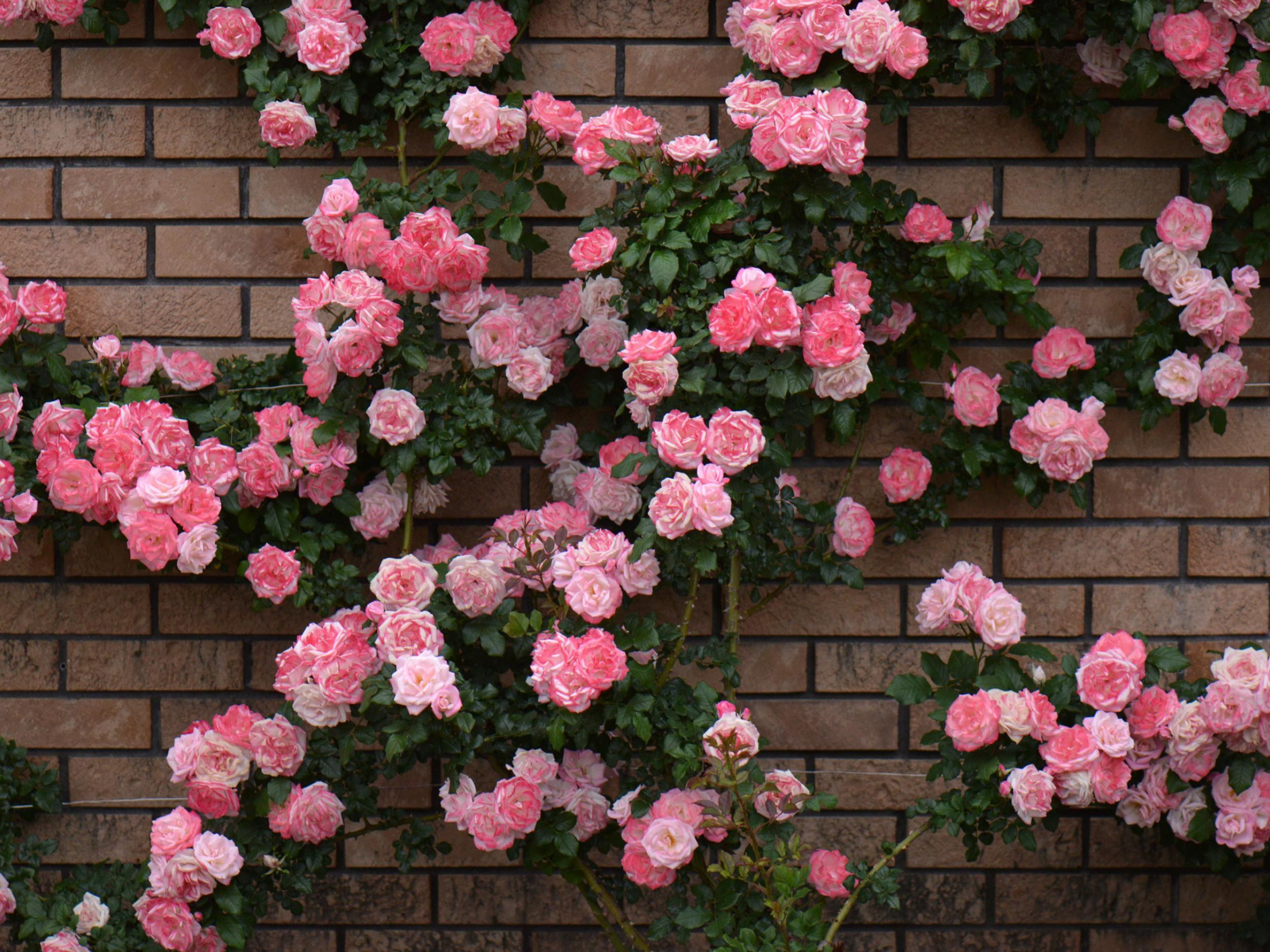 Dynamic Types Of Rose Bushes Picture Concept Dynamic Types Of Rose Bushes Picture Concept