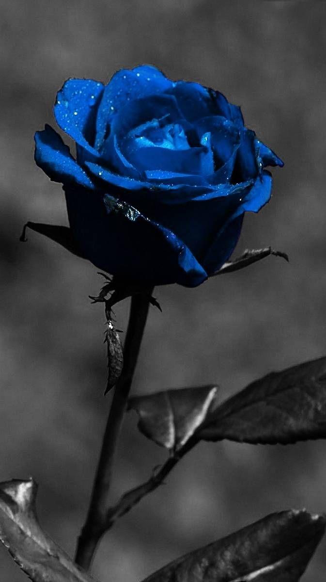 Black Blue Rose Wallpapers Top Free Black Blue Rose Backgrounds