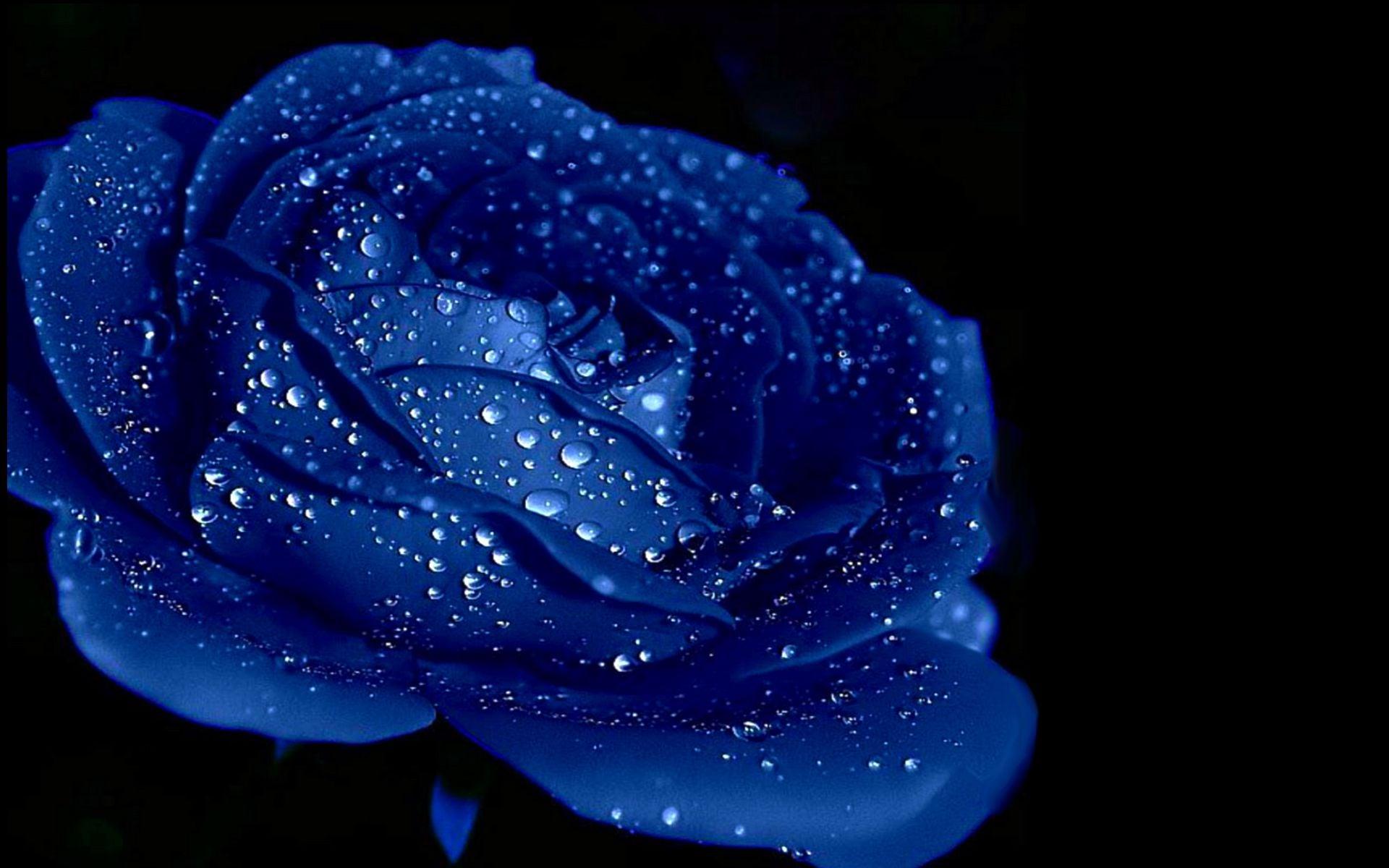 Black Blue Rose Wallpapers Top Free Black Blue Rose Backgrounds