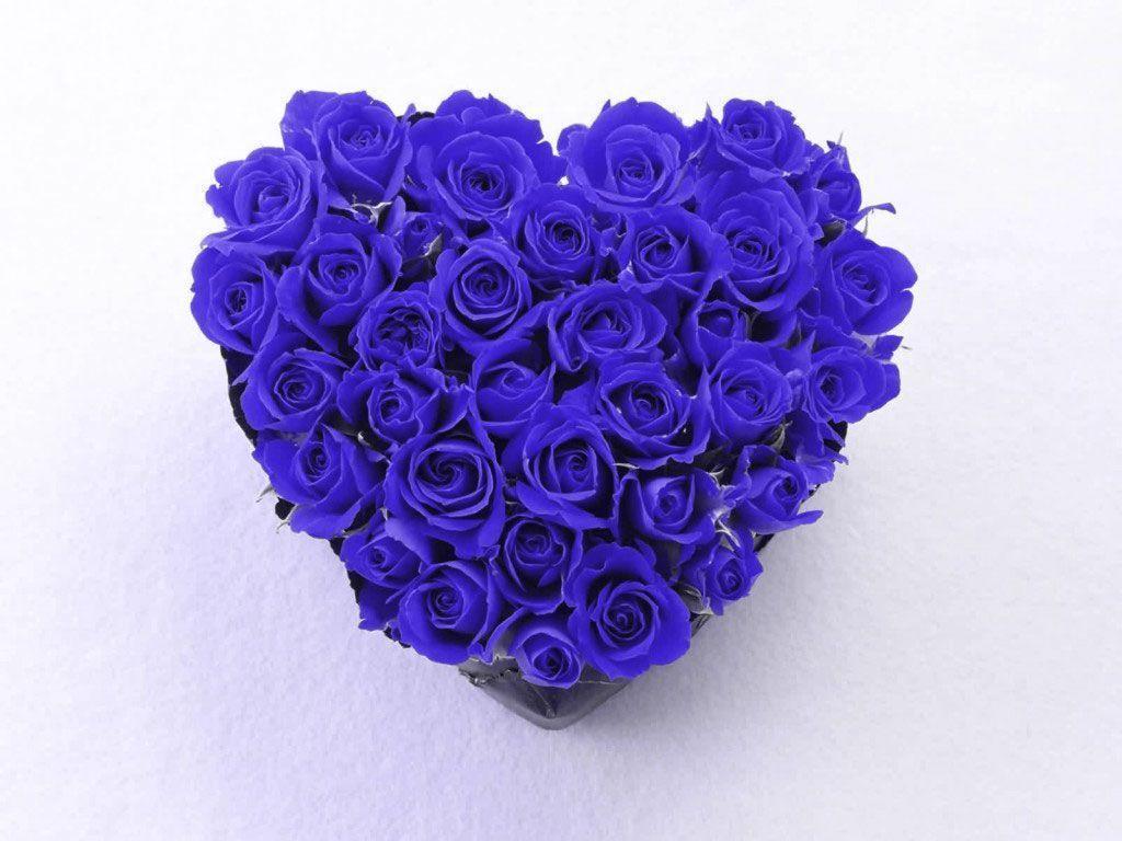 1024x768 Blue and White Rose Wallpaper