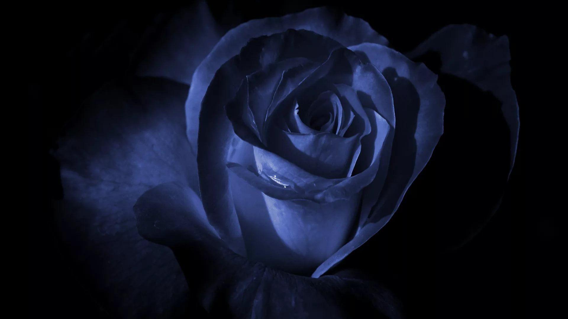 1920x1080 Blue Rose Wallpaper