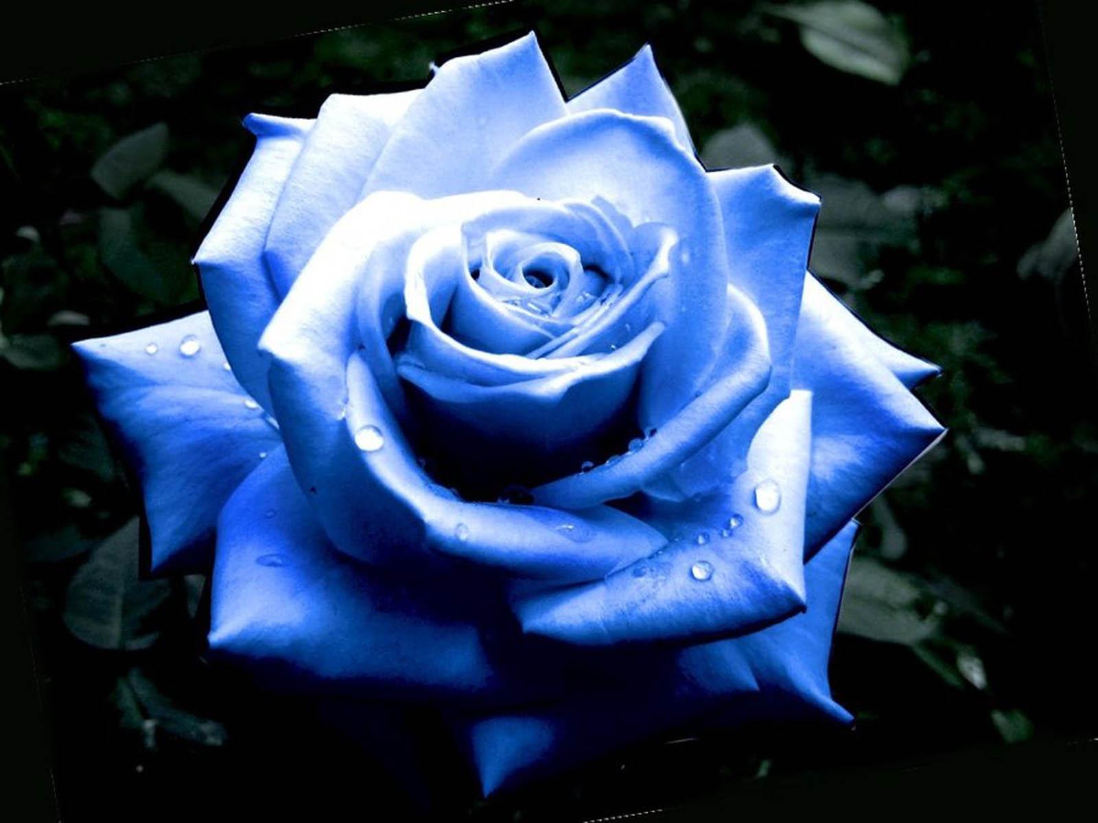 1600x1200 Blue Rose HD Wallpaper