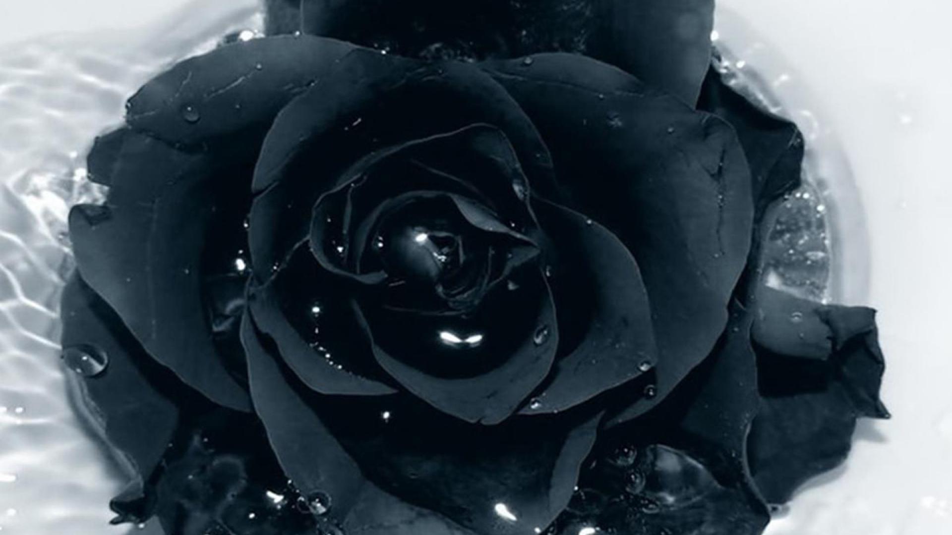 1920x1080 Rose Wallpaper