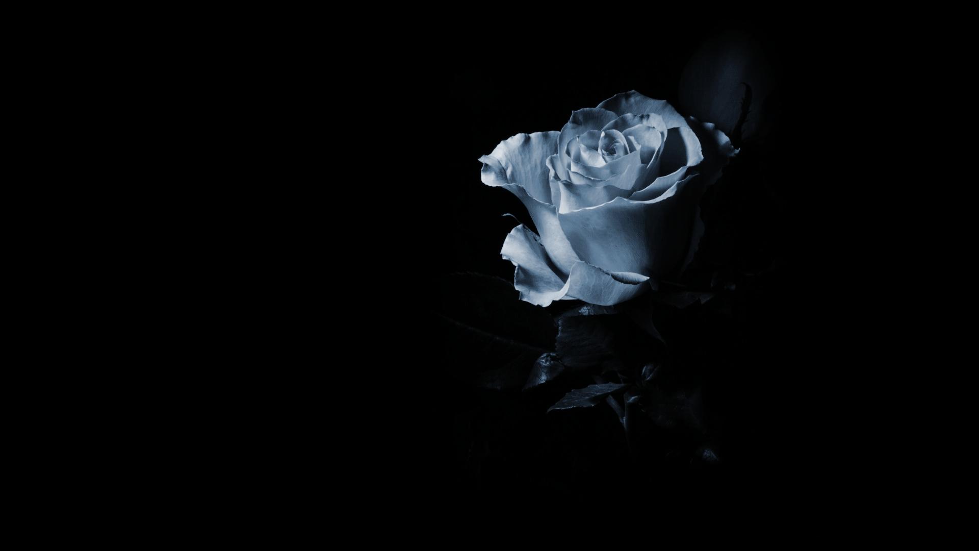 1920x1080 Blue rose in the shade wallpaper and image, picture, photo