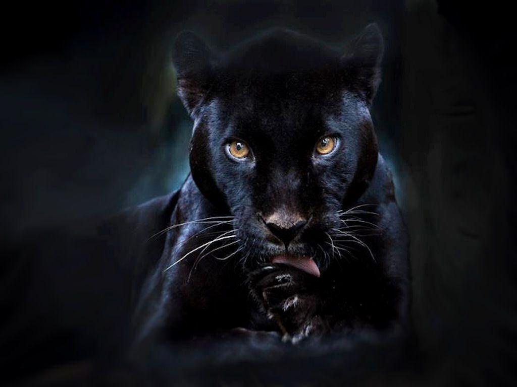 1024x768 Black Panther Wallpaper