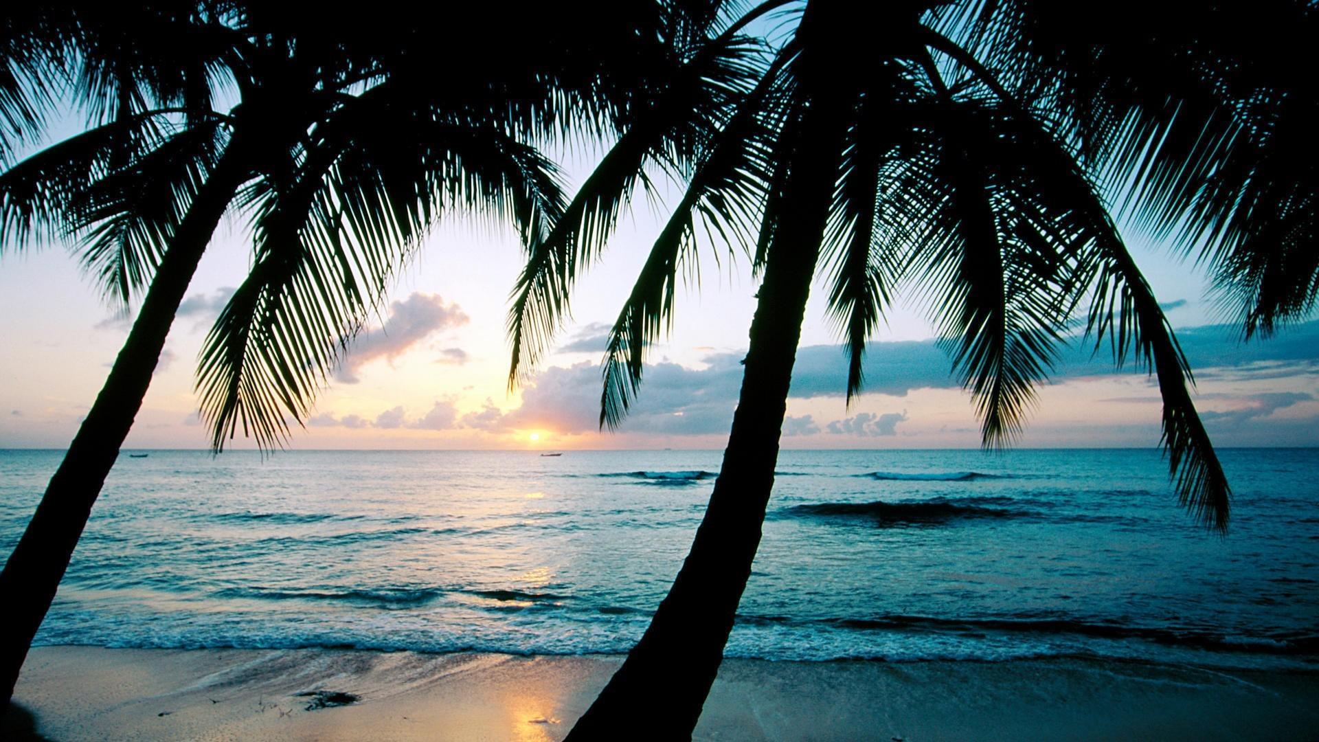 1920x1080 Palm Tree Sunset Wallpaper