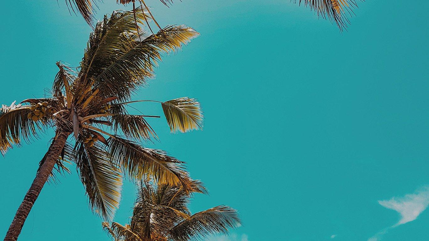 Palm Tree Laptop Wallpapers - Top Free Palm Tree Laptop Backgrounds ...