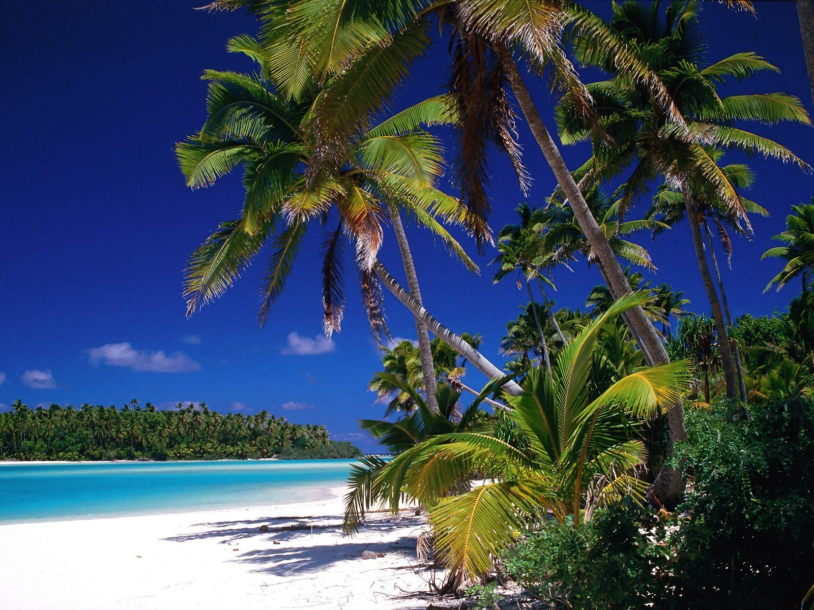 1600x1200 Beautiful Palm Tree Wallpaper