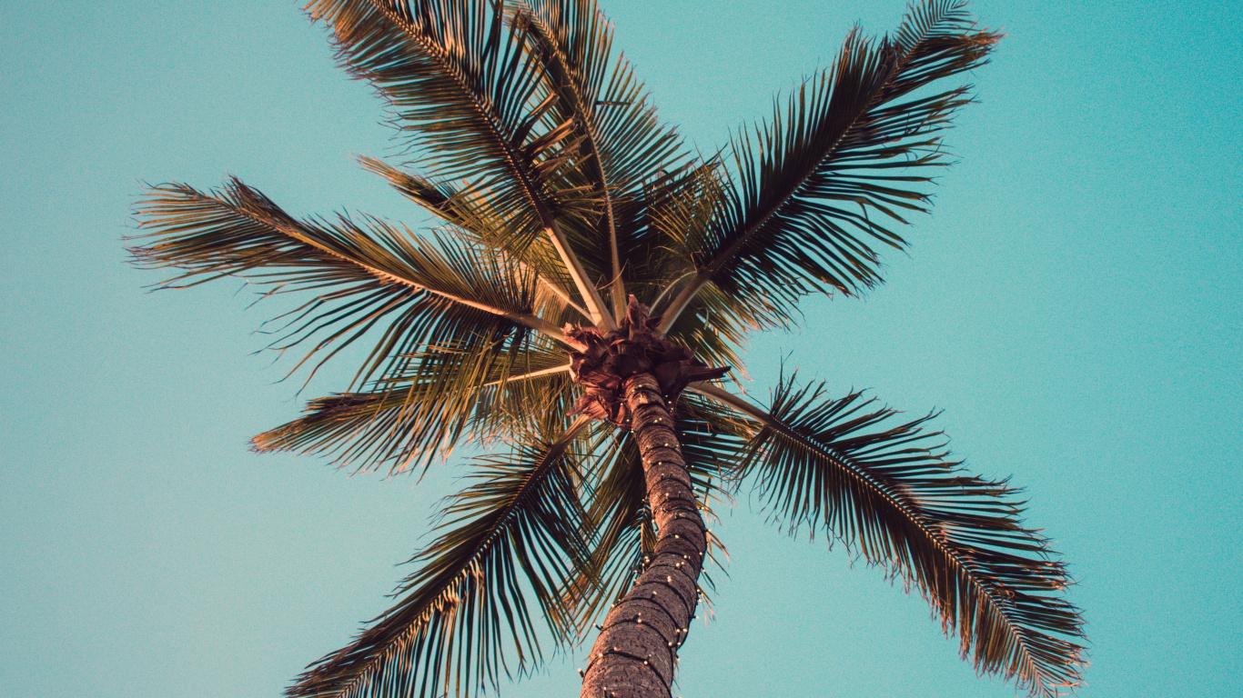 Palm Tree Laptop Wallpapers - Top Free Palm Tree Laptop Backgrounds ...