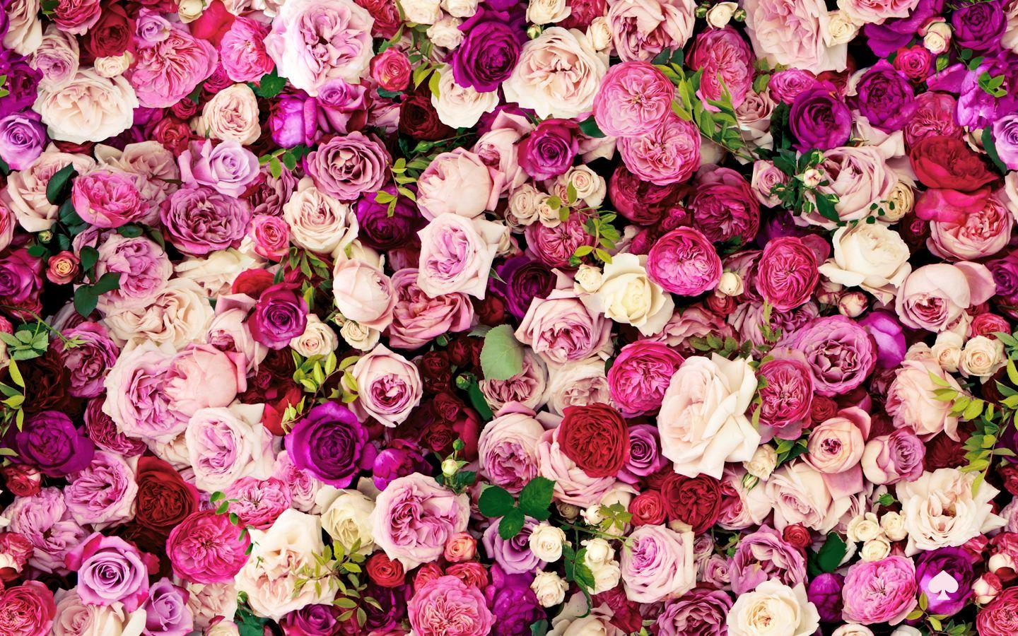 1440x900 Kate Spade Wallpaper