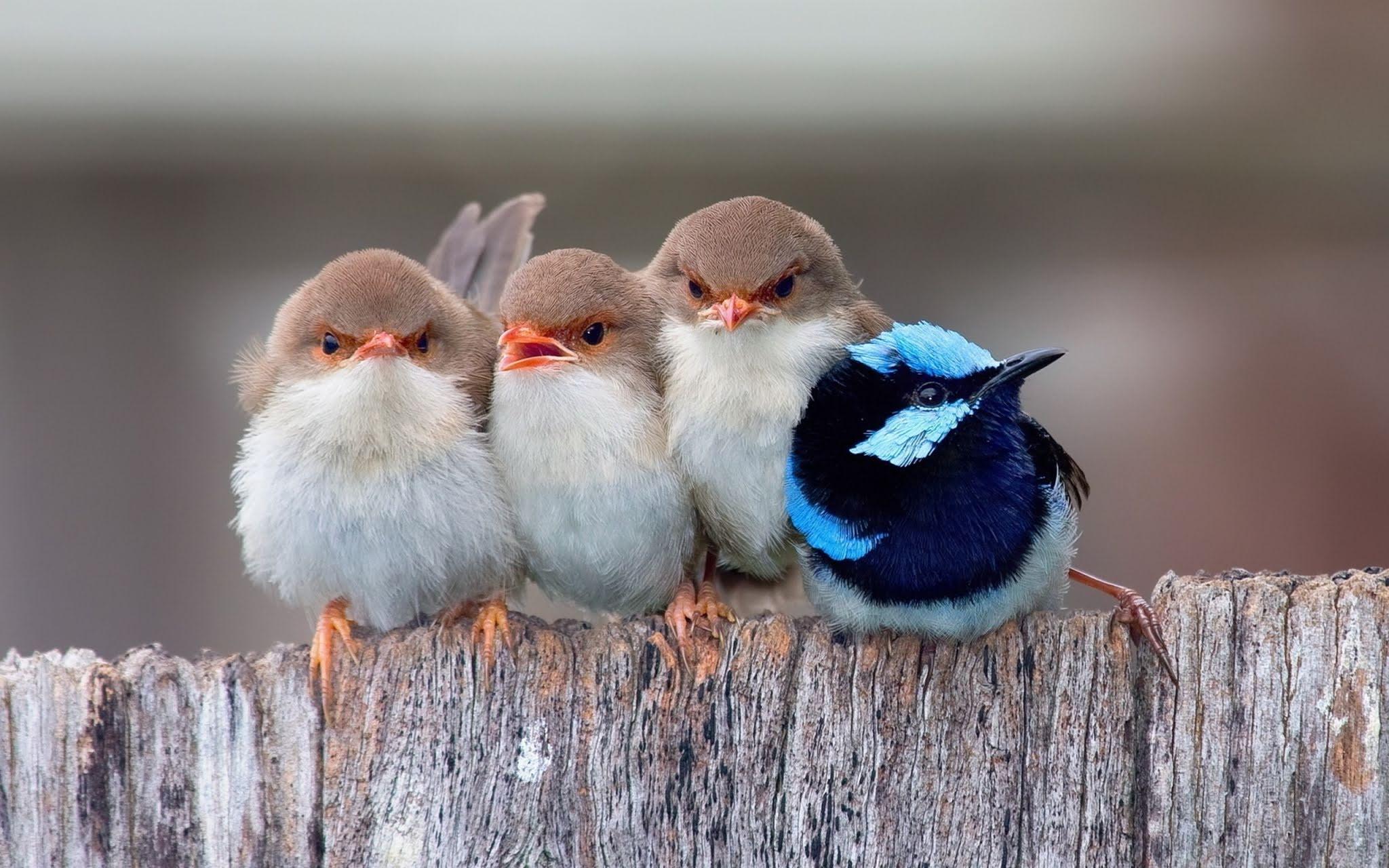 2048x1280 Cute Bird Wallpaper, HD Cute Bird Background