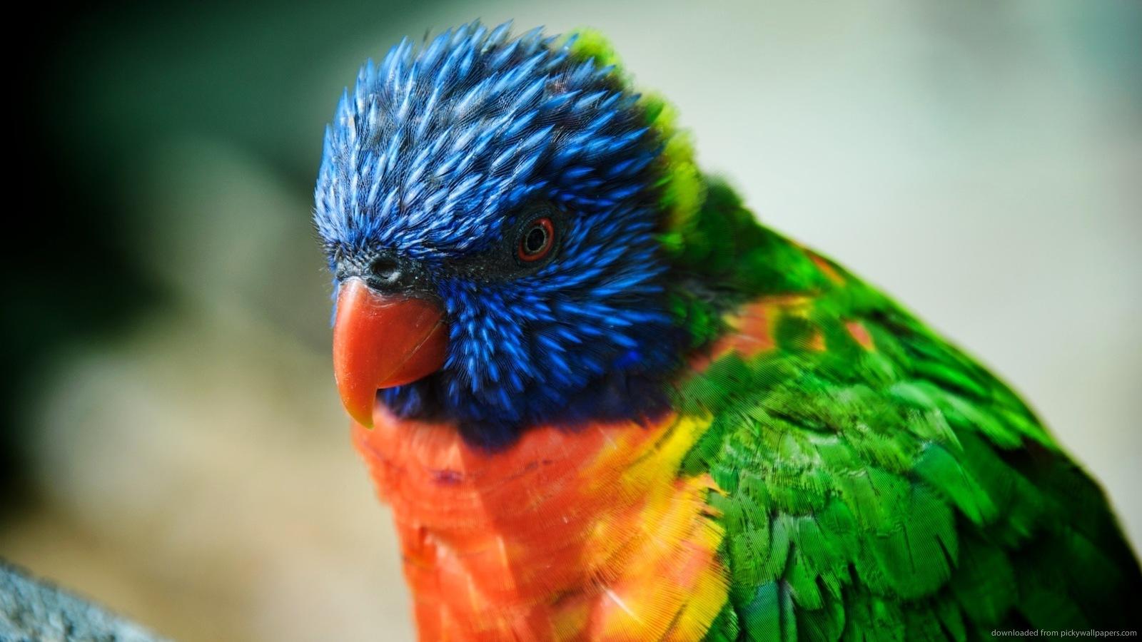 1600x900 Awesome Bird wallpaperx900