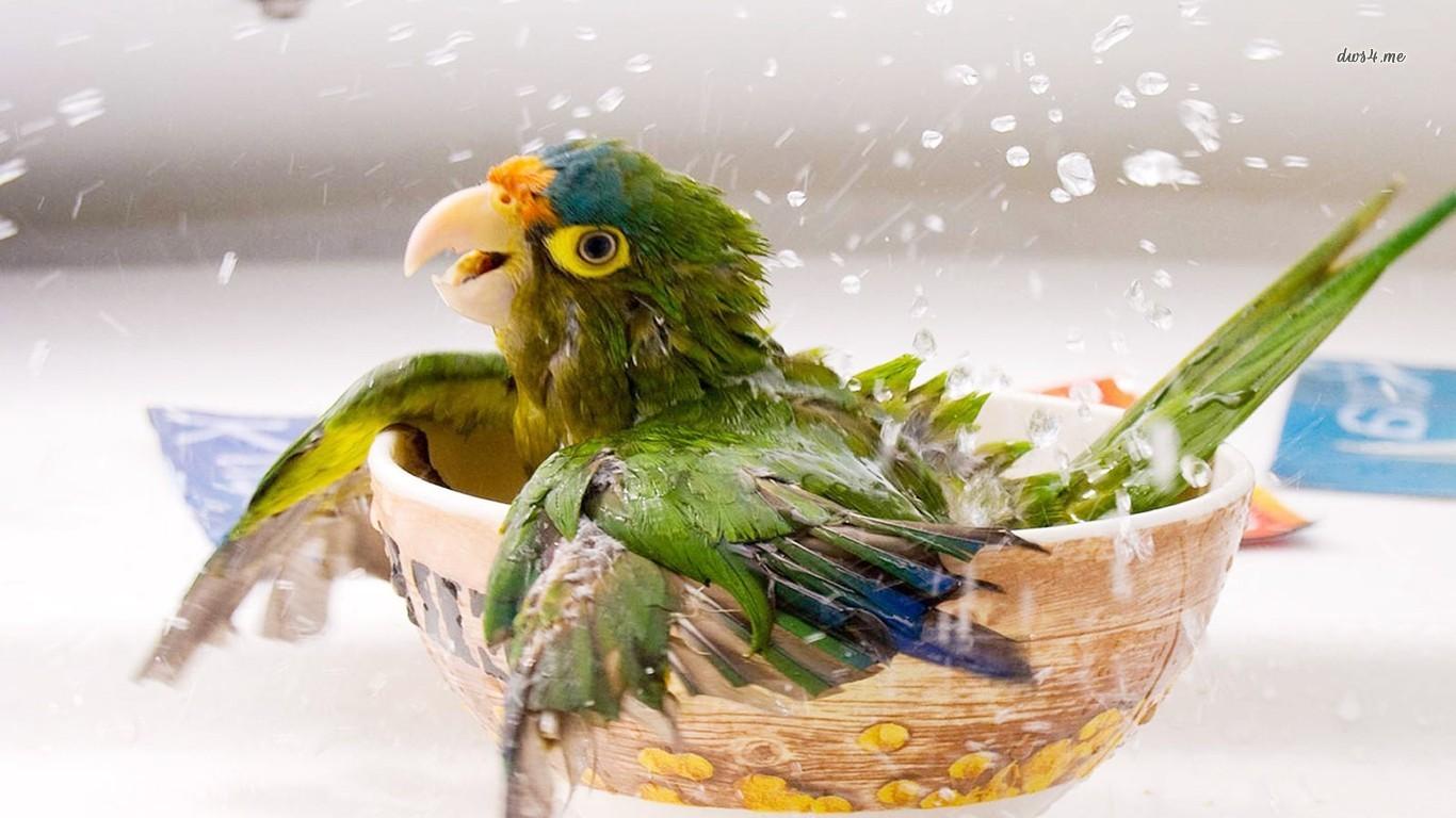 1366x768 Bathing Parrot wallpaperx768