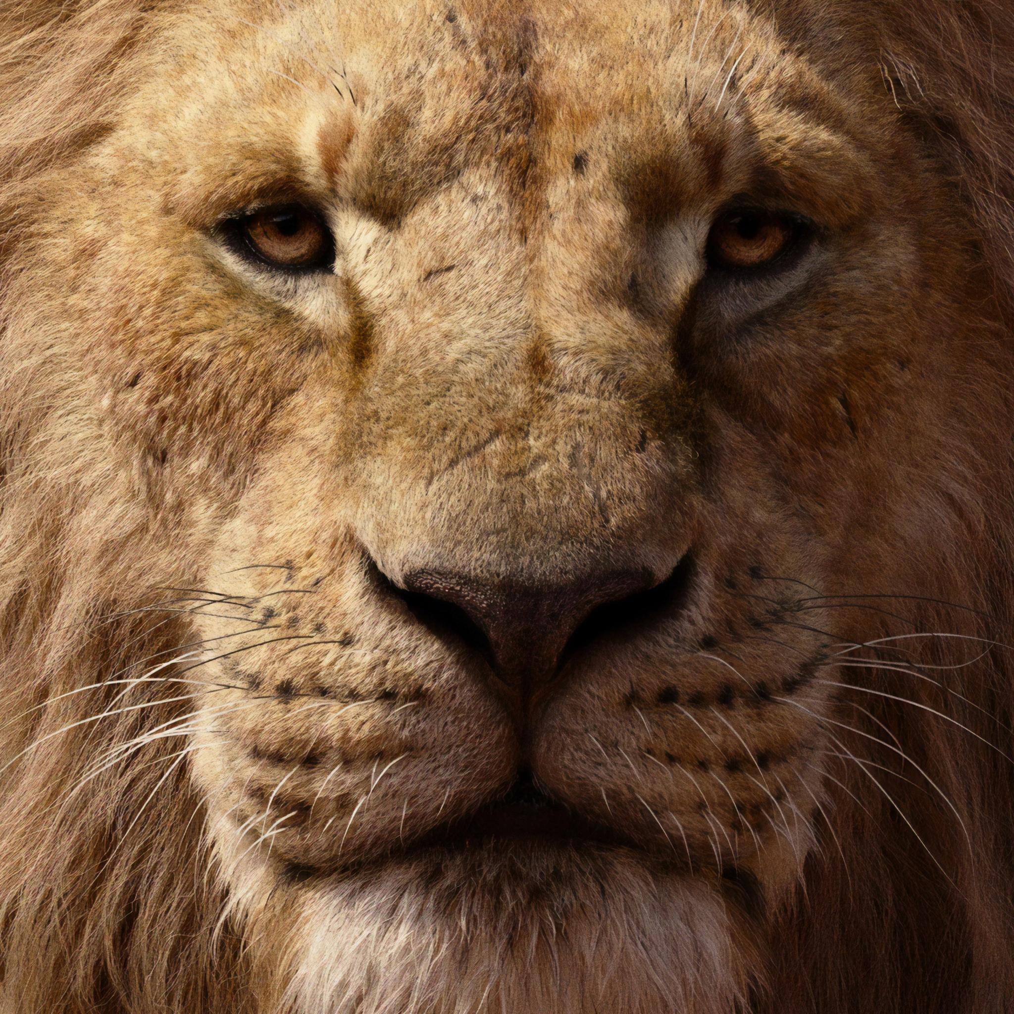 2048x2048 James Earl Jones As Mufasa The Lion King 2019 4k iPad Air HD 4k Wallpaper, Image, Background, Photo and Picture