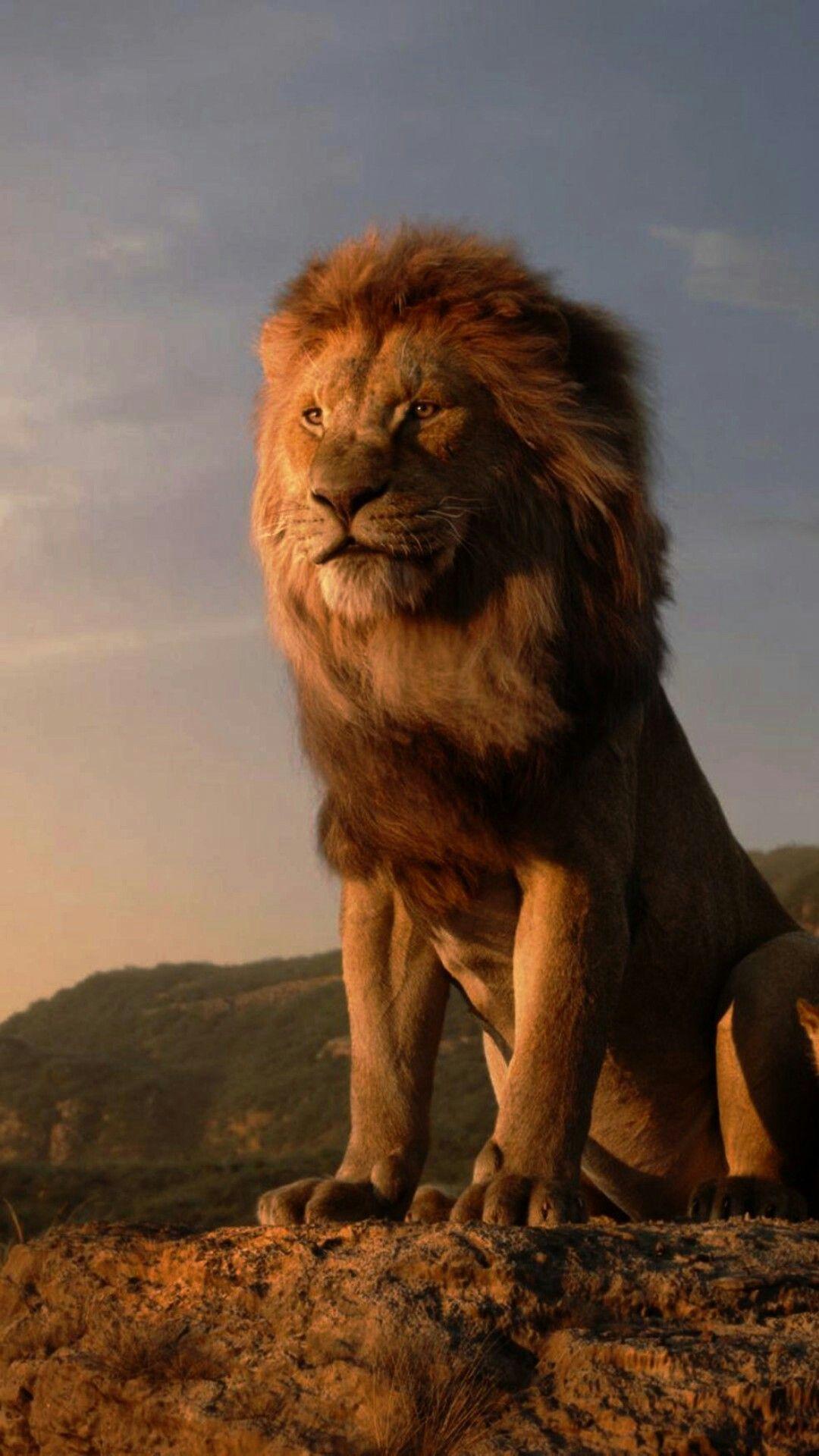 1080x1920 4K Wallpaper Full HD. Lion picture, Lion, Lion king movie