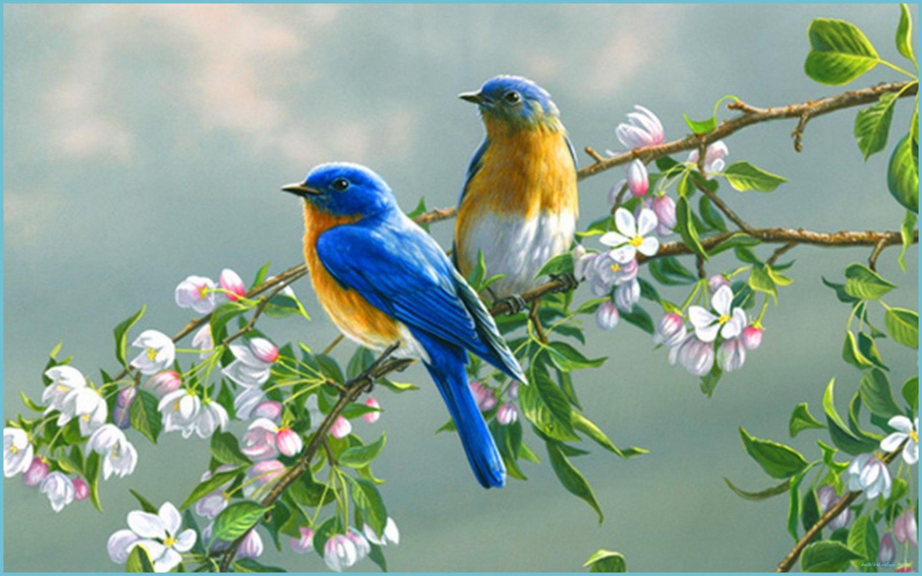 1862x1164 The 9 Secrets That You Shouldn't Know About Beautiful Birds Wallpaper Image. Beautiful Birds Wallpaper Image