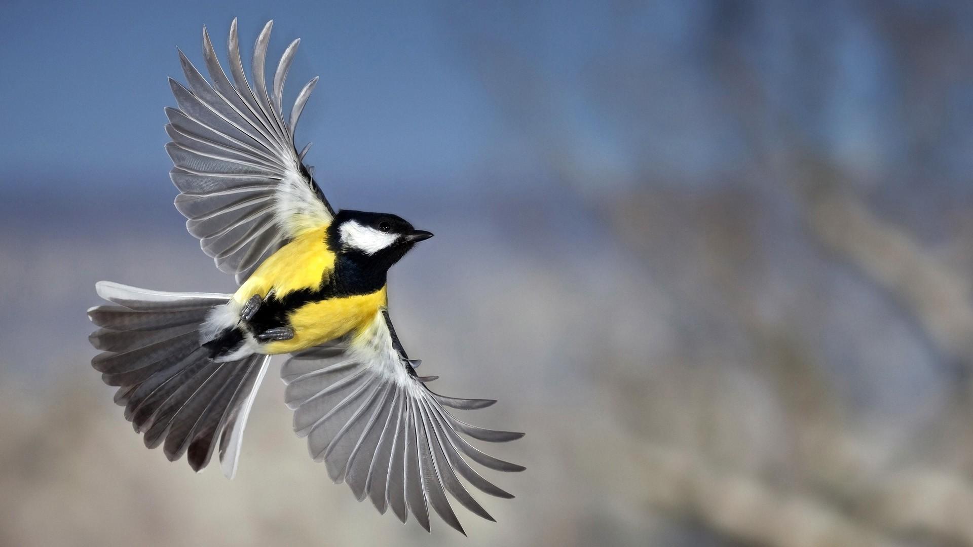 1920x1080 Bird wallpaperx1080