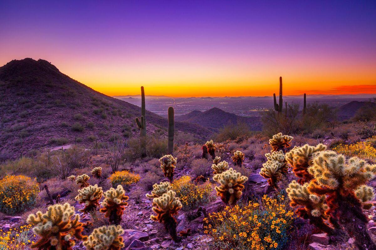 1200x799 Casago. Rental. Desert Cactus Sanctuary