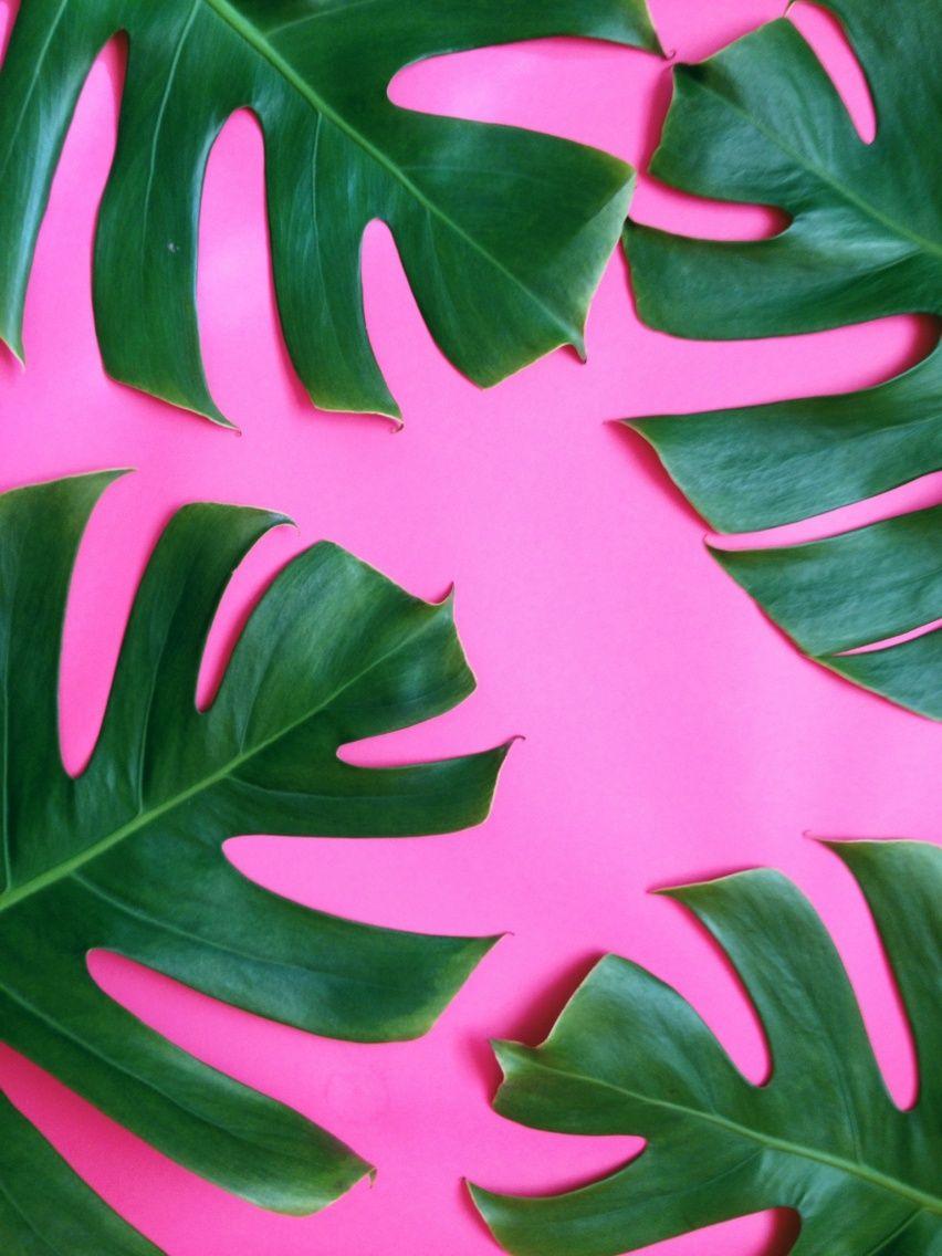 852x1136 iWallpaper. iPhone 5 wallpaper, iPhone background and Kate spade