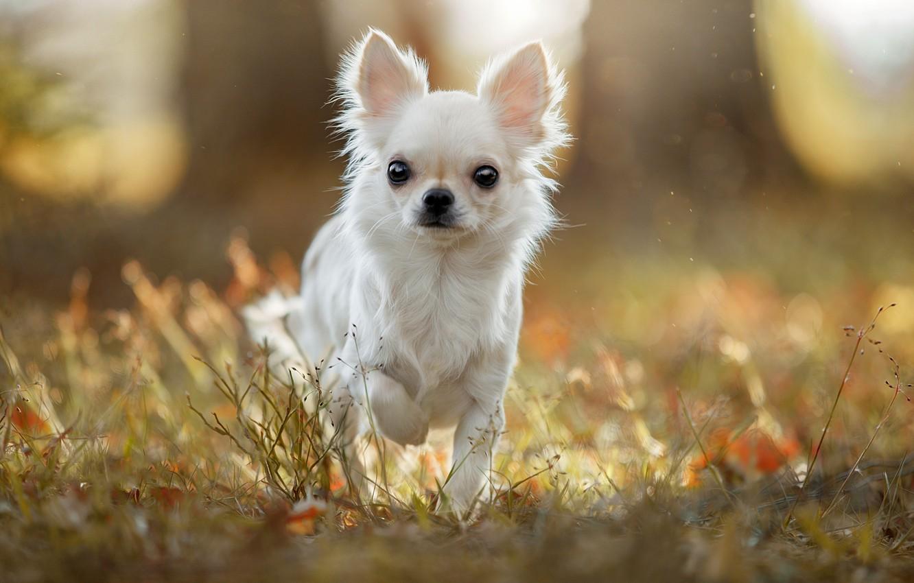 1332x850 Wallpaper grass, light, doggie, Chihuahua, dog image for desktop, section собаки