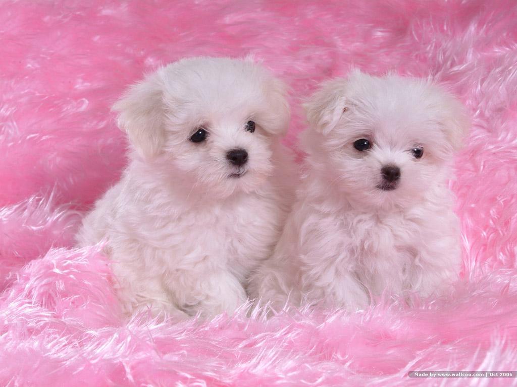 1024x768 Bichon Wallpaper