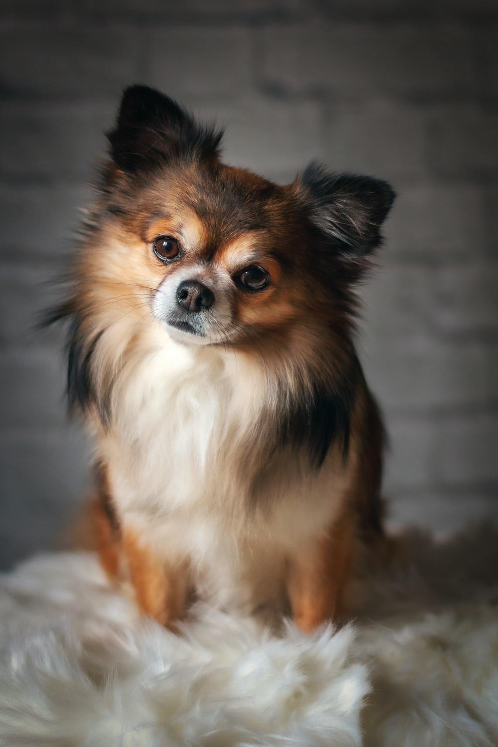 1000x1500 Chihuahua Dog Picture. Download Free Image