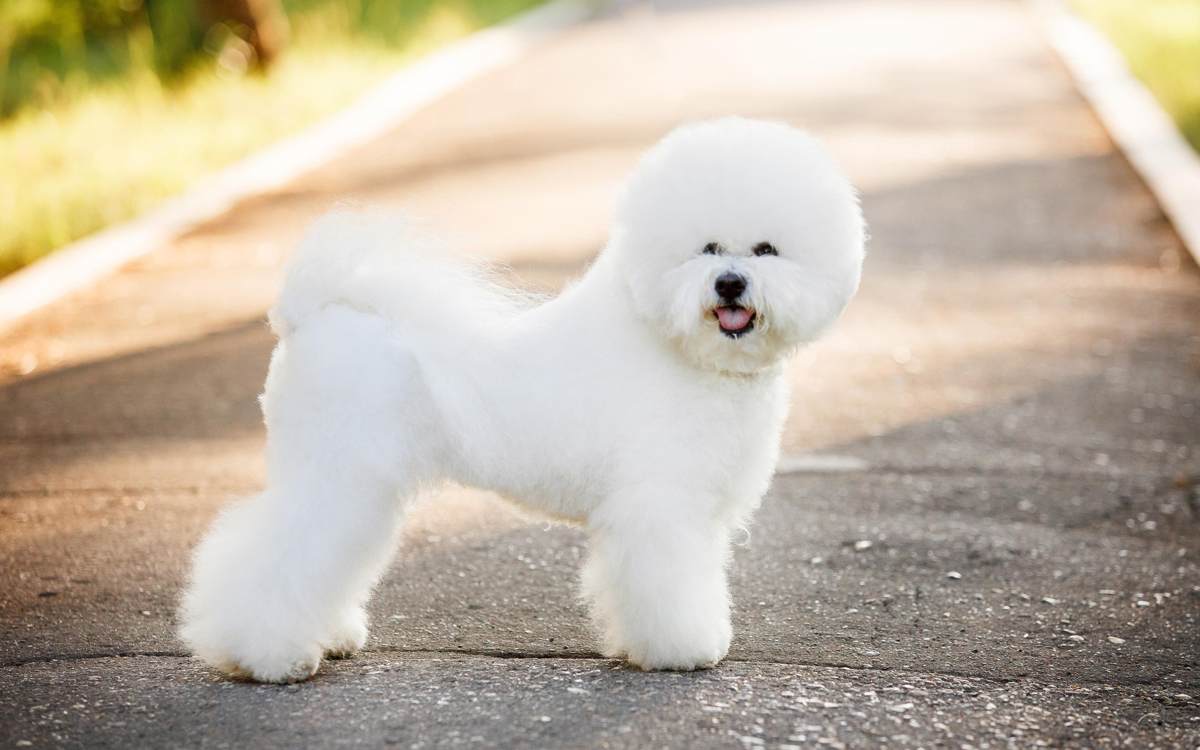 Bichon Wallpapers - Top Free Bichon Backgrounds - WallpaperAccess