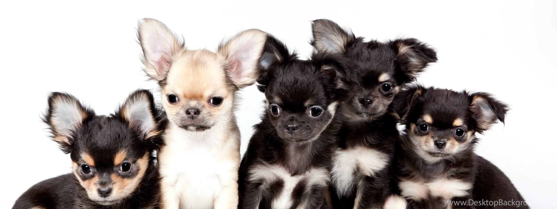 2304x864 Chihuahua Dog Puppy Baby Wallpaper Desktop Background