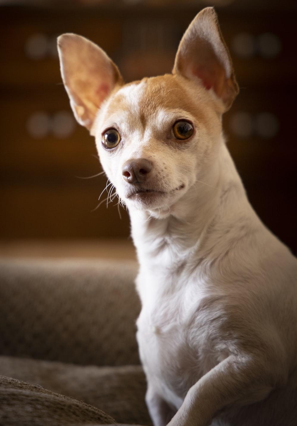 1000x1435 Chihuahua Dog Picture. Download Free Image