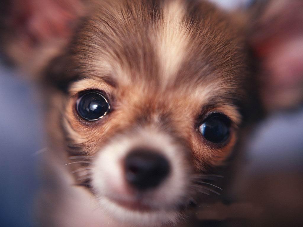 1024x768 Chihuahuas Wallpaper: Beautiful Big Brown Eyes !!. Chihuahua puppies, Cute chihuahua, Chihuahua dogs