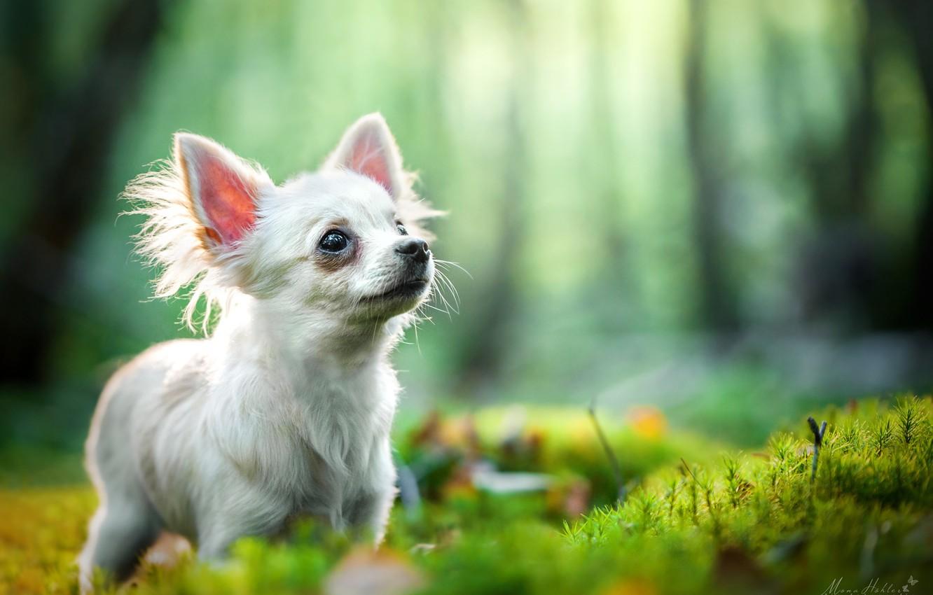 1332x850 Wallpaper bokeh, doggie, Chihuahua, dog image for desktop, section собаки