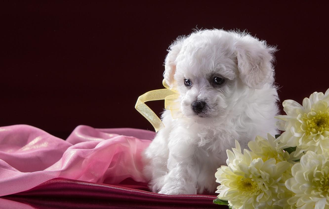 Bichon Wallpapers - Top Free Bichon Backgrounds - WallpaperAccess