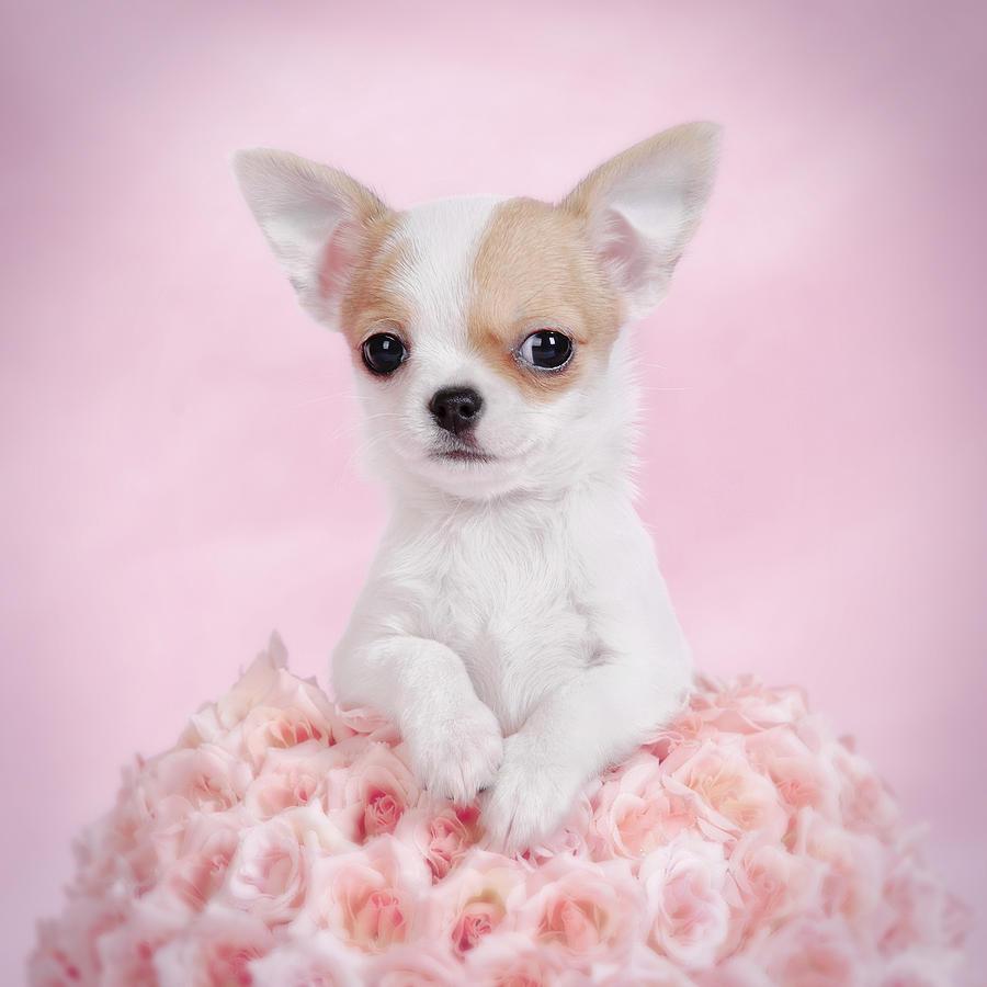900x900 Free download Chihuahua Puppy Portrait Photograph Chiwawa Dog Image 900x900px [900x900] for your Desktop, Mobile & Tablet. Explore Chihuahua Dogs Wallpaper. Black Chihuahua Wallpaper, Chihuahua Puppy Wallpaper, Chihuahua Desktop Wallpaper