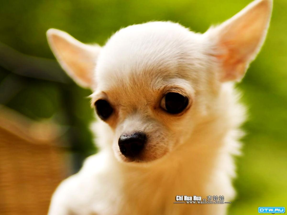 1200x900 Dogs, Chihuahua, Puppies wallpaper. TOP Free wallpaper
