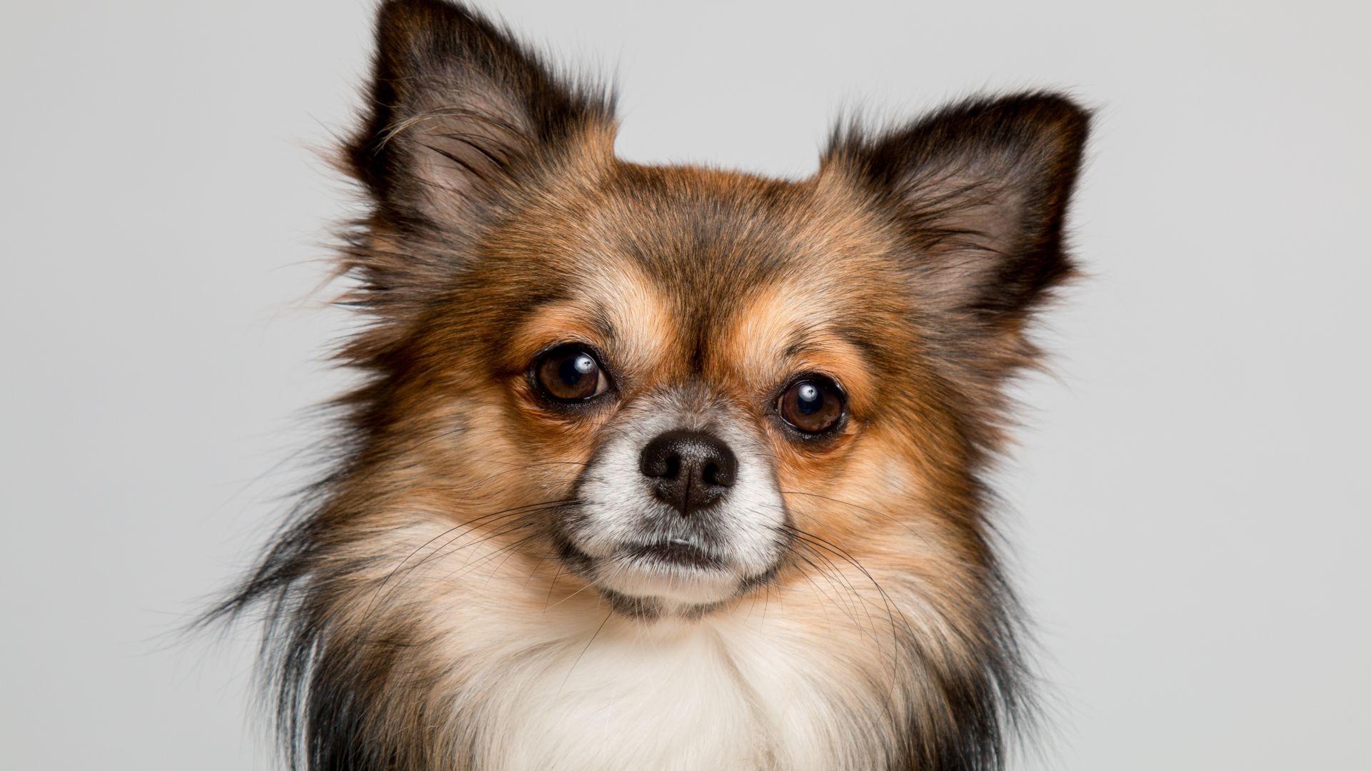 1920x1080 Desktop wallpaper chihuahua, dog, cute muzzle, HD image, picture, background, 864158