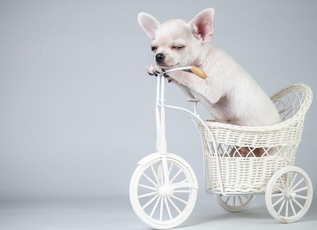 1280x930 Wallpaper Chihuahua Dogs animal
