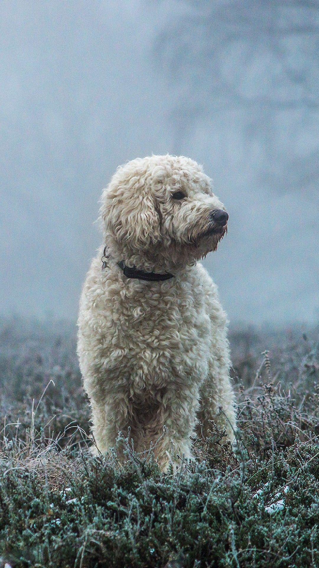 1080x1920 Bichon Frise Dog Phone Wallpaper Lockscreen HD 4K Android IOS /bichon Frise Dog Phone Wallpaper Lockscreen Hd 4k Android Ios
