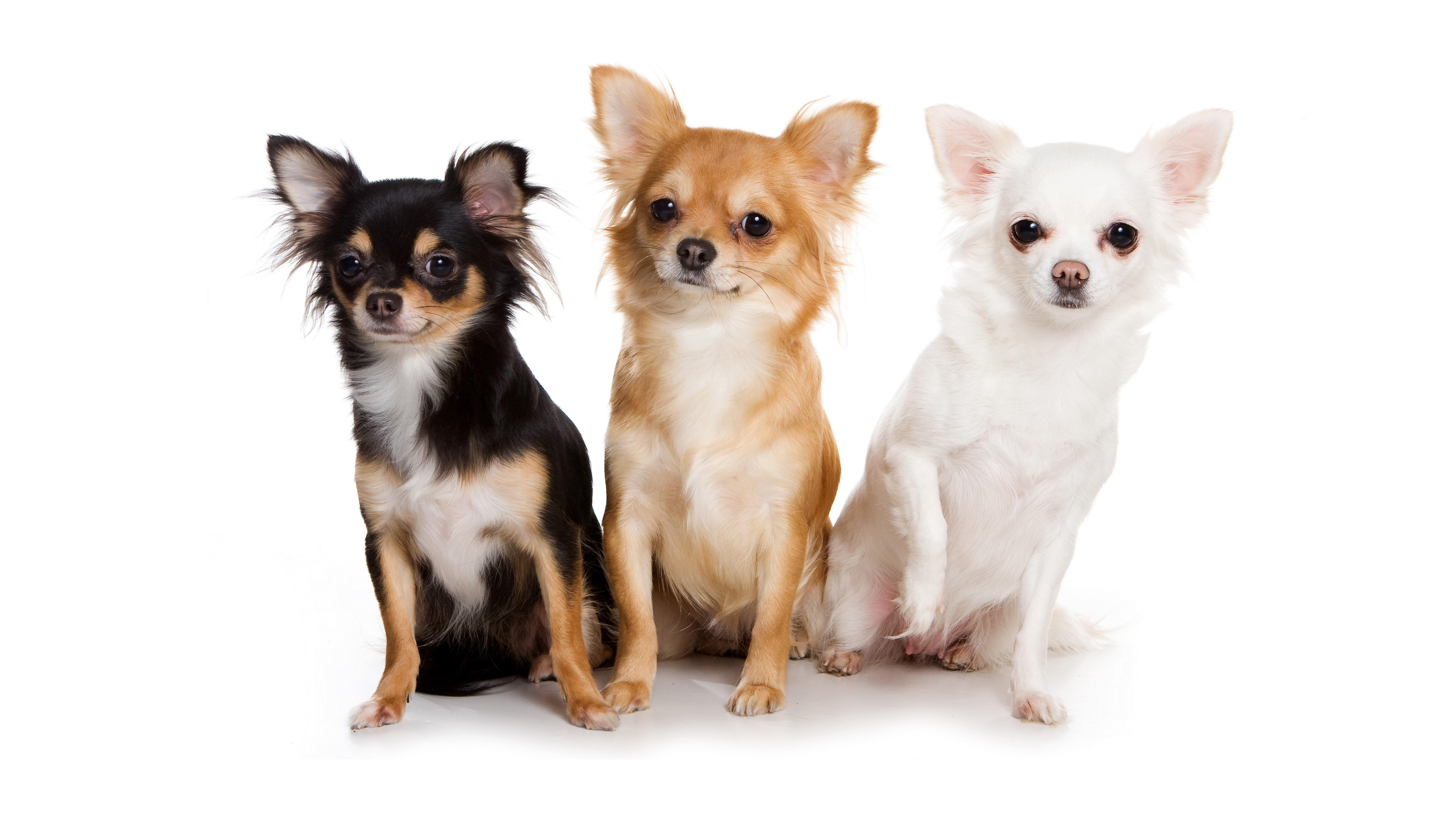 7680x4320 picture of chihuahua dogs only. Mocah HD Wallpaper