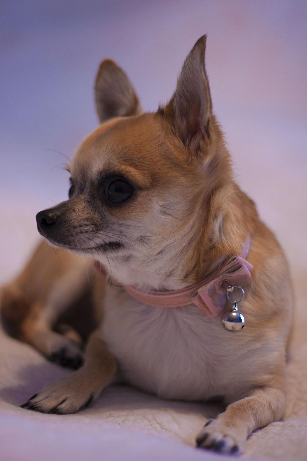 1000x1500 Chihuahua Dog Picture. Download Free Image