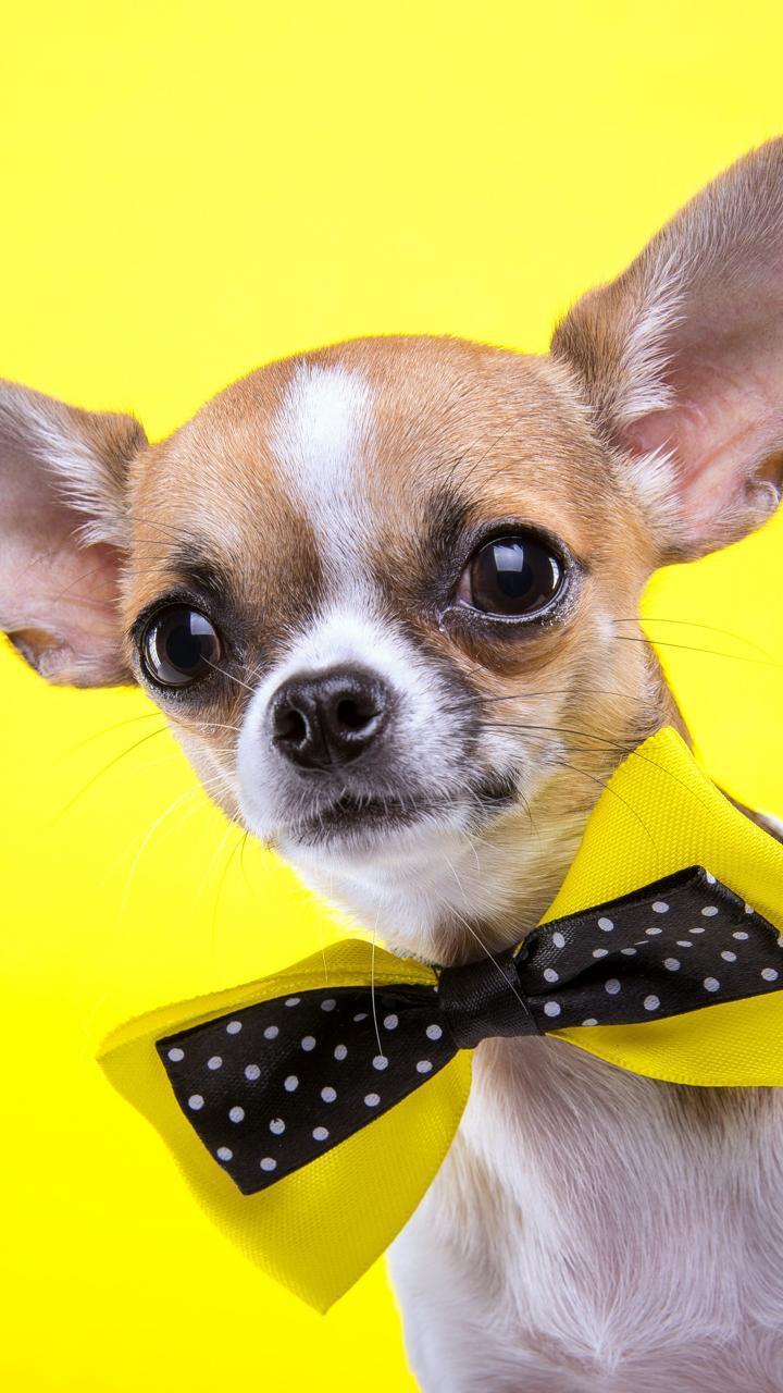 Chihuahua Dogs Wallpapers - Top Free Chihuahua Dogs Backgrounds