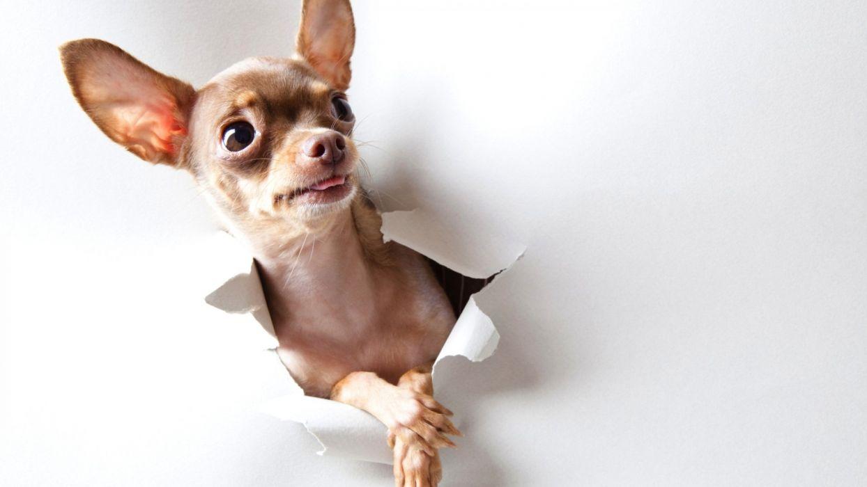 1244x700 CHIHUAHUA dog dogs wallpaperx1080