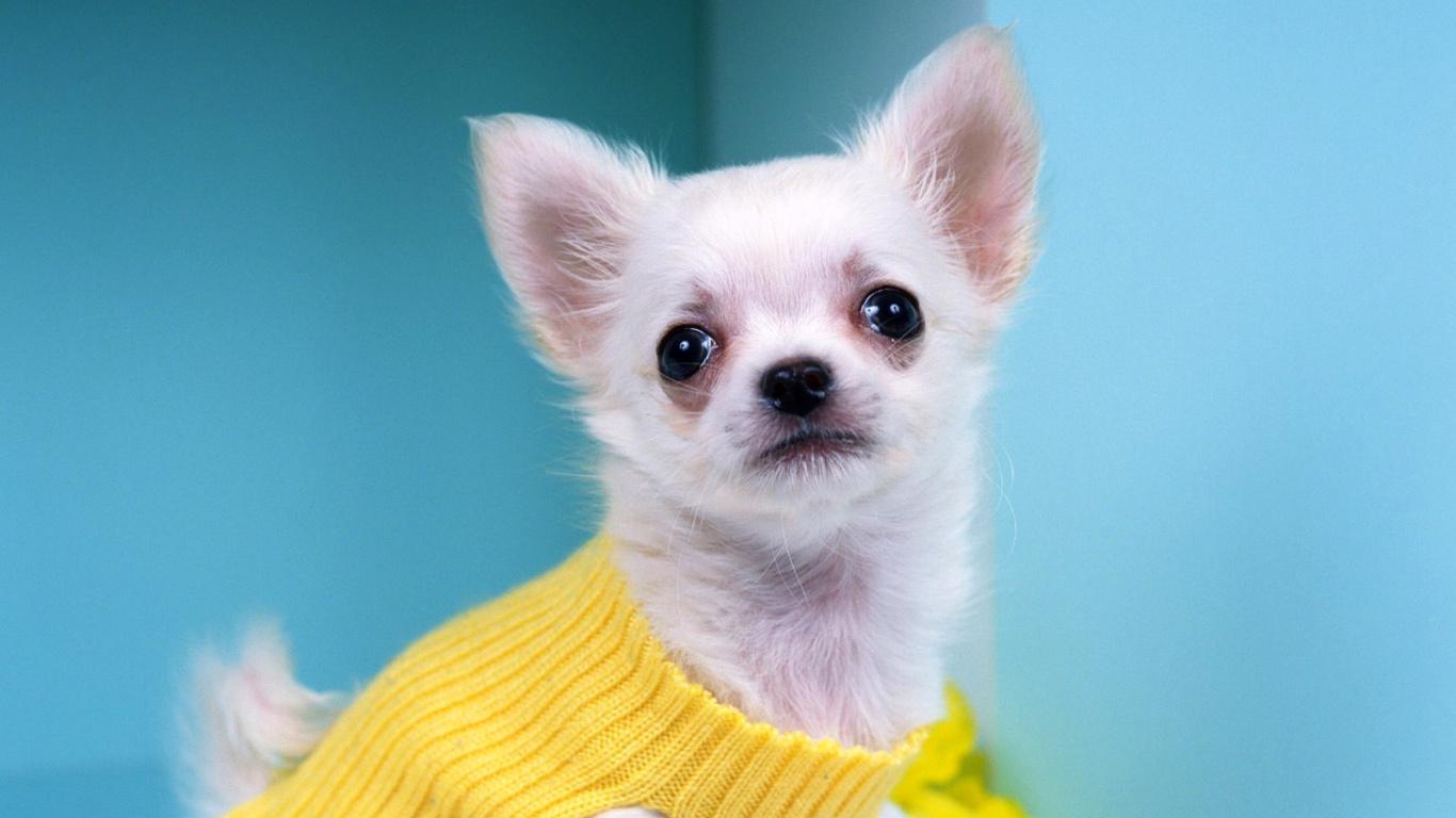 1366x768 Chihuahua Dog Wallpaper for 1366x768